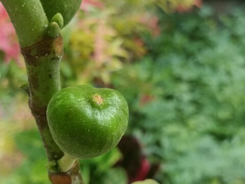 Close-up of young fig fruit (Ficus carica L.) against a blurred background; a fruit beneficial for health.