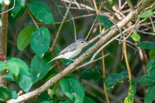Eastern Warbling Vireo