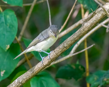 Eastern Warbling Vireo