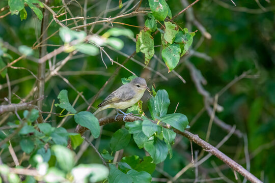 Eastern Warbling Vireo