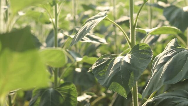 Close-up of stems and leaves of young sunflowers in the field. Concept of agriculture for production of natural vegetable oil. Green sunflower plants in the vegetation stage