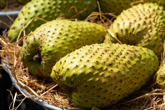 Fresh Green Soursop Fruits Displayed on Straw at Traditional Market