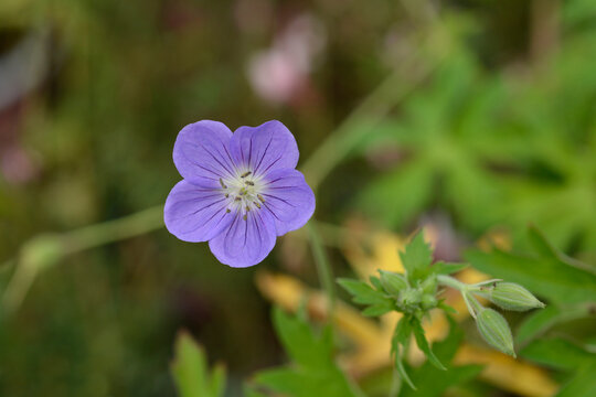 Close up of a single purple blue cranesbill flower blooming in the garden surrounded by green foliage - latin name - Geranium Brookside