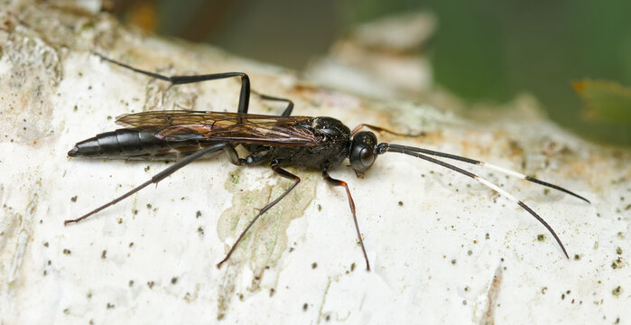 Macro, Close Up Of A Black Ichneumon Parasitic Wasp With White Bands On The Antenna, Possibly Genus Echthrus Or Stenichneumon Resting On A Branch Of A Silver Birch Tree, New Forest UK