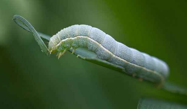 Macro, Close Up Of A Final Instar Green Caterpillar, Larva, Of A Clouded Drab Moth, Orthosia incerta Eating A Leaf, New Forest UK