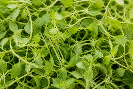 Fresh Edible Chickweed Dense Natural Green Background