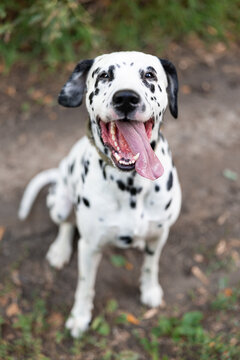 Happy Dalmatian Dog Sitting Outdoors Looking Up Close Up Portrait
