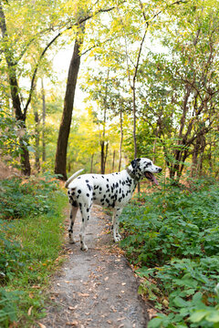 Dalmatian Dog Standing On Forest Path Outdoors Side View