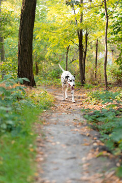 Dalmatian Dog Walking On Forest Path Outdoors