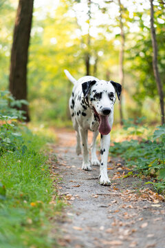 Dalmatian Dog Running On Forest Trail Outdoors