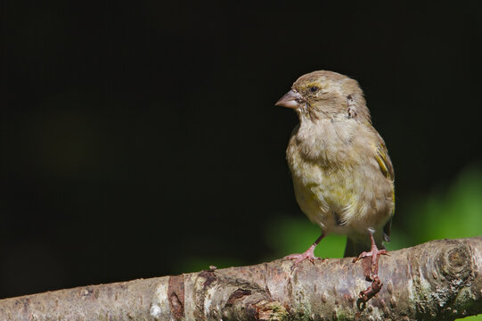 Diseased European Greenfinch, Chloris chloris, Sitting On A Branch Showing Signs Of Trichomonosis Or Canker, New Forest UK Concept: bird disease,population decline