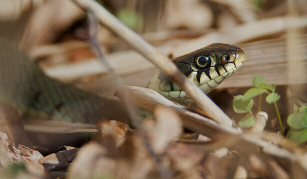 Close Up Head Of A Grass Snake, Natrix natrix Poking Out Of The Undergrowth, Norfolk Broads , UK