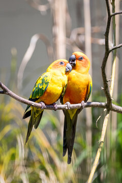 A male and female pair of sun conures, Aratinga solstitialis, perched on a branch, with foliage background. An endangered species endemic to northeastern South America