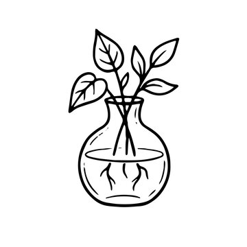 Glass Vase Plant Propagation