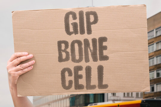 "GIP bone cell" Receptor expression on osteoblasts and osteoclasts. GIP. RECEPTOR. OSTEOBLAST. OSTEOCLAST. BONE.