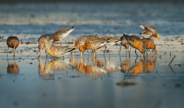 Group of Black Tailed Godwits, Limosa, limosa, In Breeding Summer Plumage Feeding At Low Tide, UK