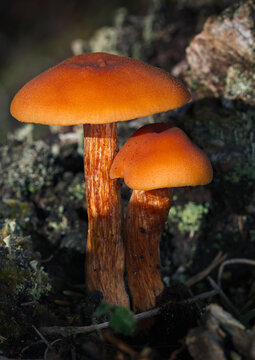 Pair Of Orange Deceiver Mushrooms, Laccaria laccata, Highlighted By The Sun Growing On Decaying Rotten Wood, New Forest UK