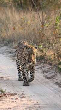 African Leopard Walking Towards Camera on Dirt Road