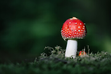 One Young, Single Fly Agaric Mushroom, Amanita muscaria, Growing On MOss On the Ground In A Woodland, Forest, New Forest, UK © Martin