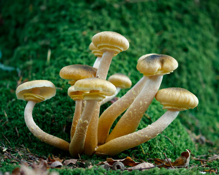 Honey Fungus, Armillaria mellea Growing At The Base Of A Moss Covered Tree, New Forest UK