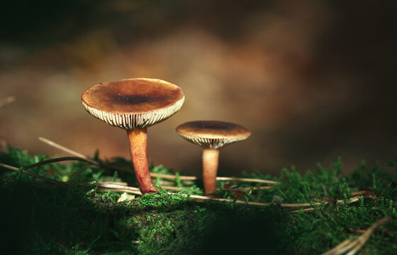 Two Orange Brown Milkcap Mushrooms, Lactarius species possibly subdulcis or rufus, Growing In Moss On A Trunk, New Forest, UK