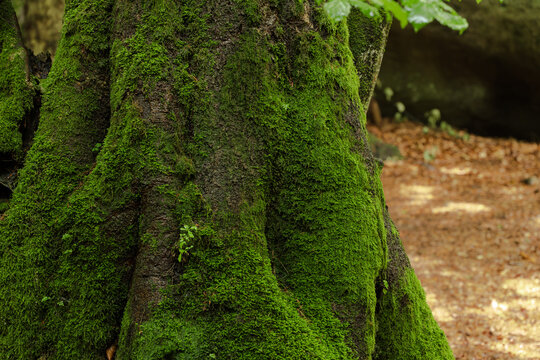Detailed view of a textured tree bark heavily blanketed with vibrant green moss, showcasing forest floor details in the background