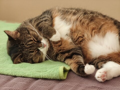 Chubby domestic tabby cat sleeping peacefully on a blanket