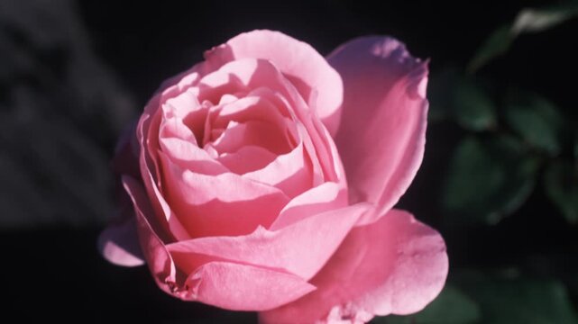 Out-of-focus green leaves frame the right side of a single pink rose in the foreground.