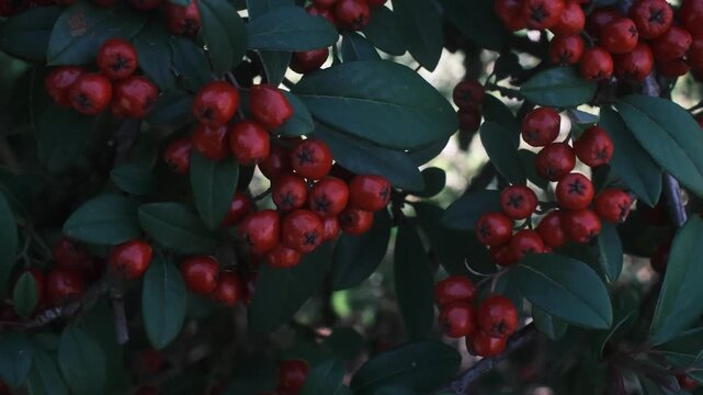 Clusters of vibrant red berries hang from a healthy Pyracantha shrub while sunlight shines on the dark green leaves during a calm autumn afternoon in a quiet backyard garden.