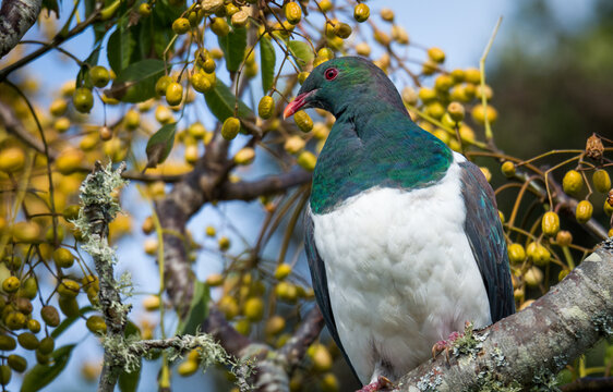 Close up of kererū (Hemiphaga novaeseelandiae), also known as kukupa, New Zealand pigeon or wood pigeon, which is a species of pigeon native to New Zealand, perched in a tree