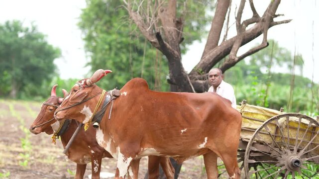 Indian farmer going to farm on bullock cart