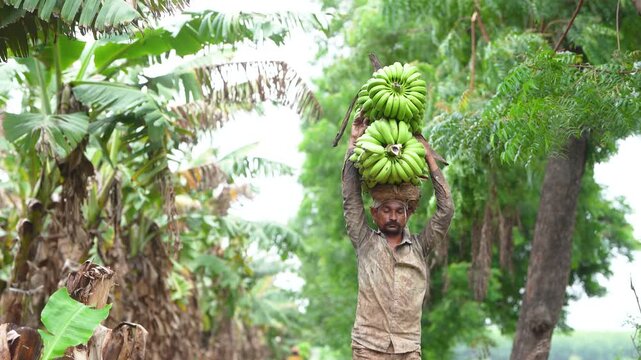 Labour  carrying banana stems out of the agricultural field.