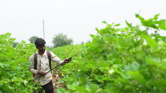 Young indian farmer spraying pesticide at green cotton agriculture field 