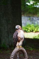 Duży ptak drapieżny, myszołów rdzawosterny (Buteo jamaicensis), odpoczywający na naturalnej podporze. Ptak uważnie obserwuje otoczenie w swoim naturalnym środowisku. © Adam