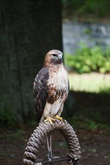 Myszołów rdzawosterny (Buteo jamaicensis) siedzący spokojnie w naturalnym środowisku. Charakterystyczne rdzawobrązowe upierzenie ogona i sylwetka ptaka drapieżnego są dobrze widoczne. © Adam