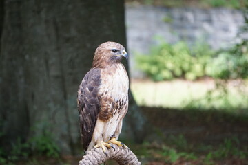 Zbliżenie na myszołowa rdzawosternego (Buteo jamaicensis) siedzącego na naturalnej podporze. Ptak obserwuje otoczenie, prezentując charakterystyczne cechy gatunku. © Adam