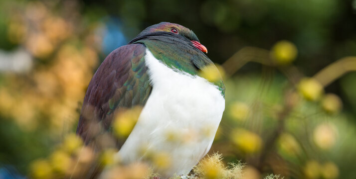 Close up of kererū (Hemiphaga novaeseelandiae), also known as kukupa, New Zealand pigeon or wood pigeon, which is a species of pigeon native to New Zealand, perched in a tree
