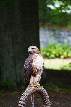 Duży ptak drapieżny, myszoł&oacute;w rdzawosterny (Buteo jamaicensis), odpoczywający na naturalnej podporze. Ptak uważnie obserwuje otoczenie w swoim naturalnym środowisku.