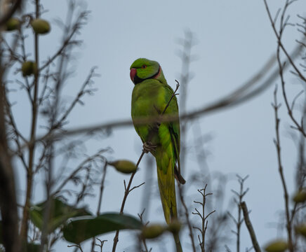 Rose-ringed Parakeet Surrounded by Foliage. Rose-ringed parakeet perched on a thin branch surrounded by foliage and seed pods against a pale blue sky.