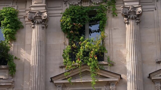 Historic Parisian Facade With Columns and Green Vines