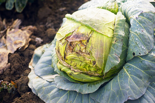 Close-up of single cabbage head with damaged leaves and dark spots remaining in soil post-harvest. Captures brassica vegetable disease, crop loss, and unsold surplus in smallholder farming context.