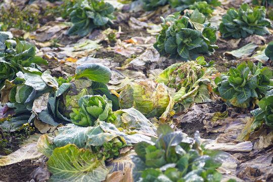 Rows of green cabbage heads at various decay stages in field at end of harvest season. Highlights crop residue accumulation, imperfect vegetable utilization, and agricultural resource loss.