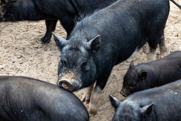 Laeso, Denmark Pigs and sheep in a pen © Alexander