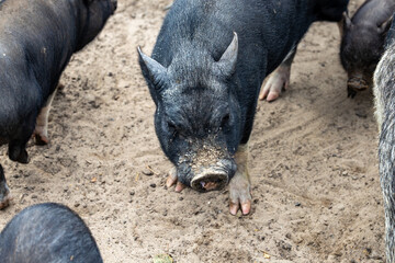 Laeso, Denmark Pigs and sheep in a pen © Alexander