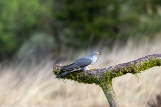 Adult common cuckoo calling on a mossy branch