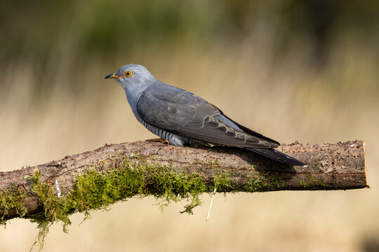 Adult common cuckoo perched on a mossy log