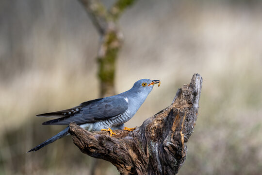 Adult common cuckoo with prey on a weathered stump