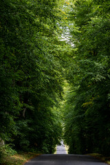 Fototapeta premium Roskilde, Denmark A beautful tree-lined road in the countryside.
