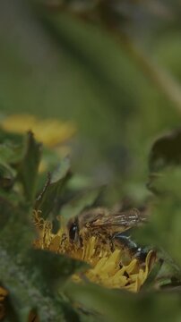 Western Honey Bee Apis mellifera pollinating yellow Dandelion Taraxacum