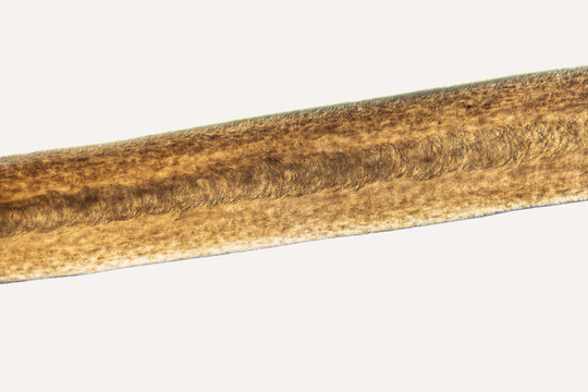 Microscopic view of human hair reveals elongated shaft, layered cuticle, and brown pigmentation. Human hair stretches diagonally across pale background, revealing surface texture under magnification